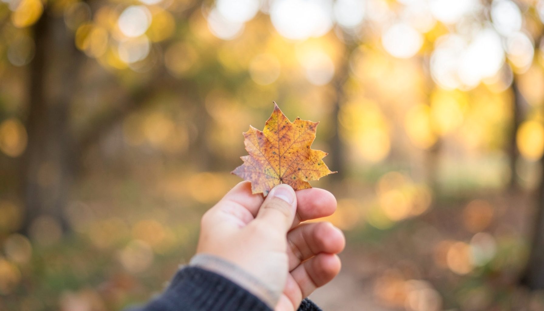 A child's hand holding a small autumn leaf against a blurred outdoor backdrop of golden trees and soft afternoon light